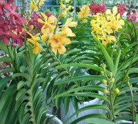 Lan mokara,mokara,phong lan,Orchidaceae,hoa lan,cây ngày Tết,Lan Mokara