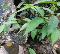 Thừng mực,cây thừng mực,cây thực mực,cây lồng mức,Holarrhena pubescens,họ La bố ma,apocynaceae,Cây thừng mực (lồng mức)