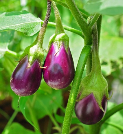 Cà tím,cà dái dê,Solanum melongena,họ cà,họ khoai tây,Solanaceae,tác dụng của cà tím,Cà tím